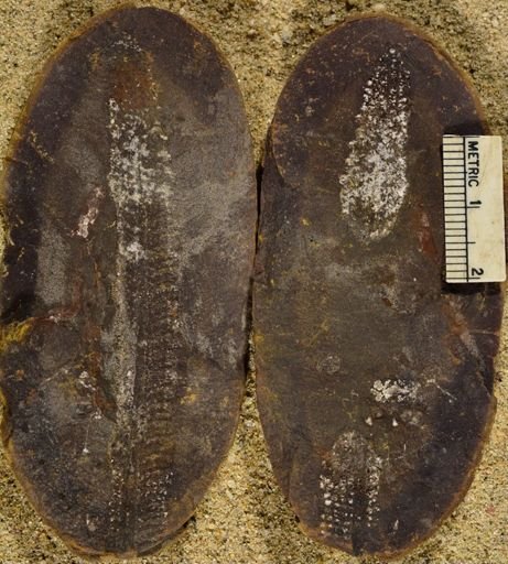 Pecopteris sp.