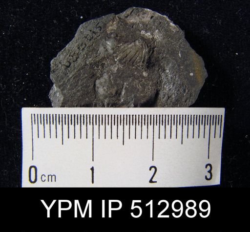 Spirifer sp.