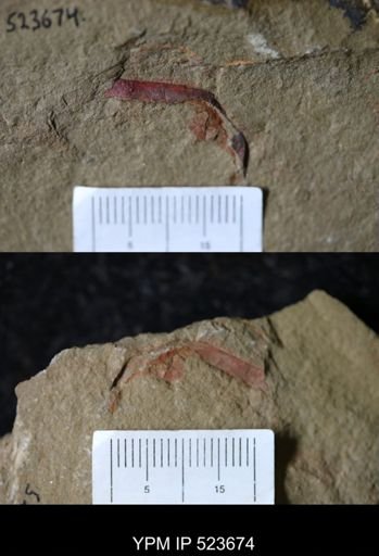 undet. Arthropoda