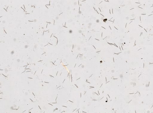 Haliclona sp.