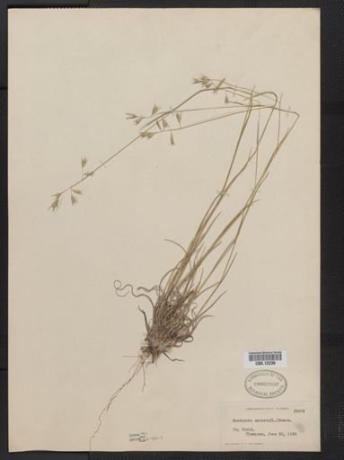Danthonia spicata