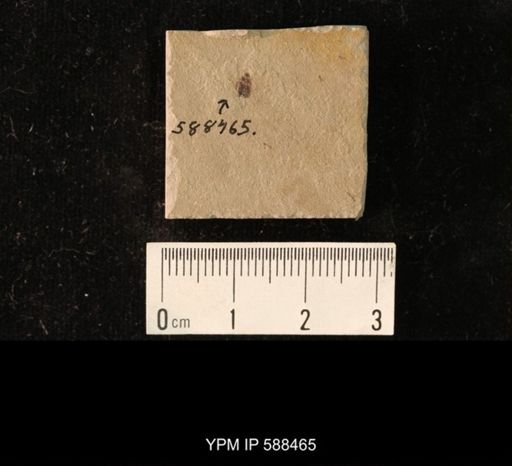 undet. Coleoptera