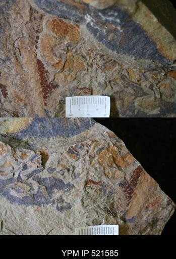 undet. Arthropoda