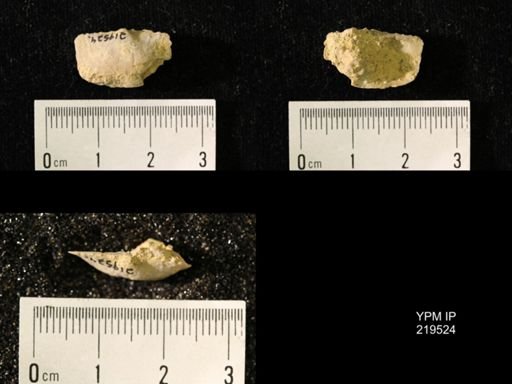 Chonetes granulifer