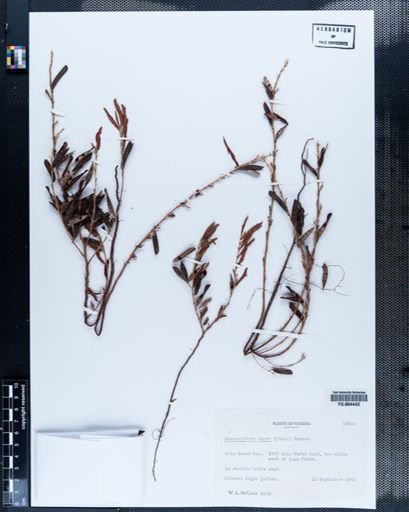 Plantae