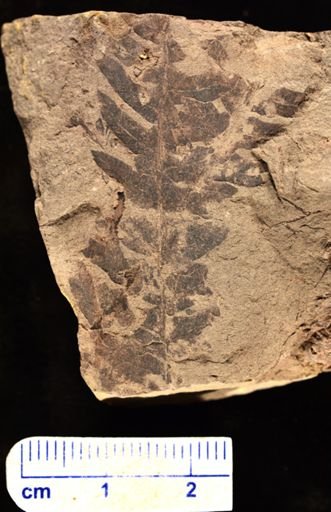 Cladophlebis sp.