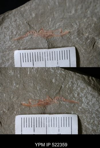 Thoralicystis sp.