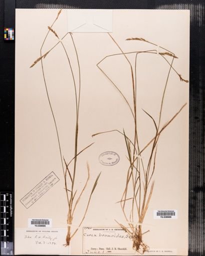 Carex bromoides