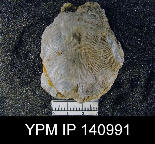 Derbya grandis