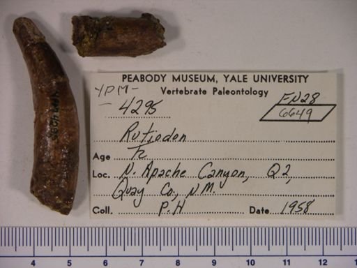 Parasuchidae