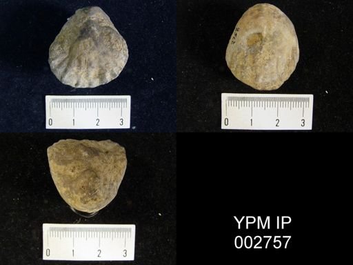 Pentamerus galeatus