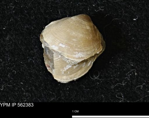 Limopsis striatopunctatus