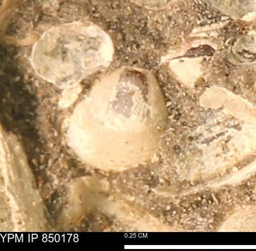 Scaphitidae