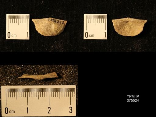 Chonetes granulifer transversalis