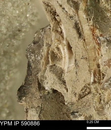 undet. Bivalvia