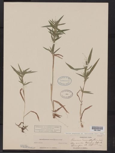 Panicum lanuginosum