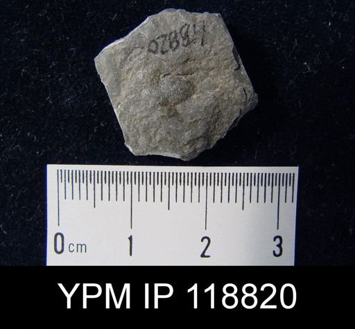 Chonetes tenuistriatus