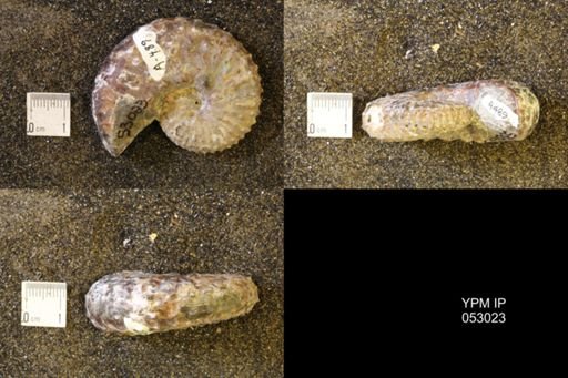 Discoscaphites gulosus