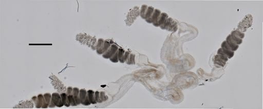 Resomia ornicephala