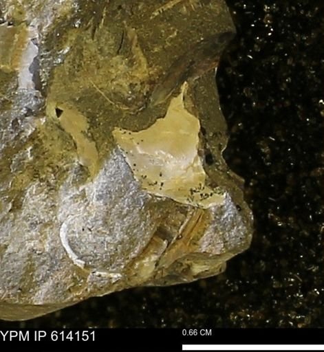 undet. Mollusca