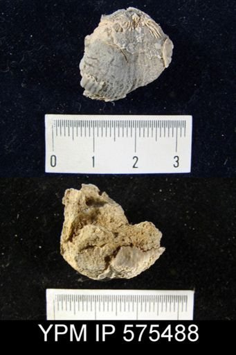 Productus semirecticulatus