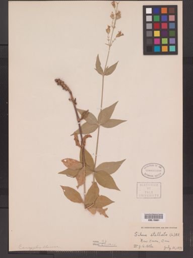 Silene stellata