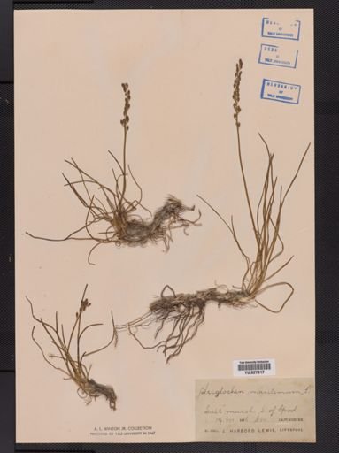 Triglochin maritimum