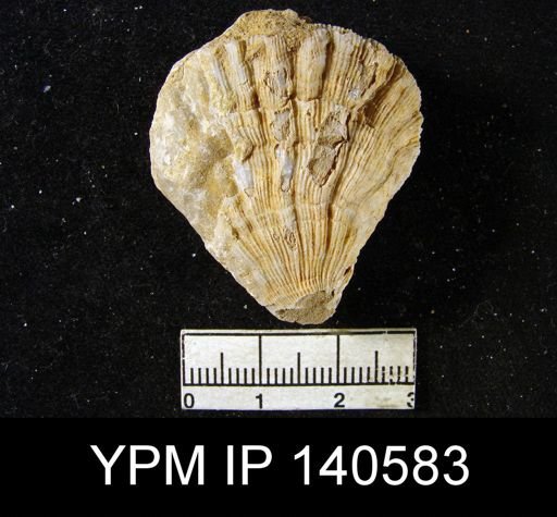 Streptorhynchus (Kiangsiella) pectiniformis