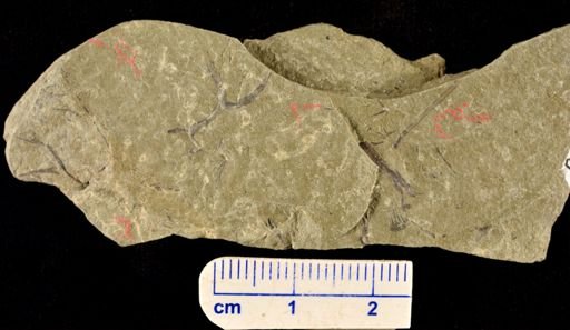 Hostinella sp.