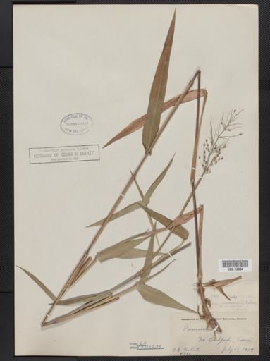 Panicum clandestinum