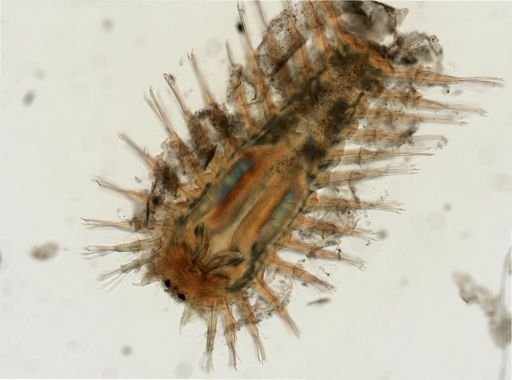 Pholoe minuta