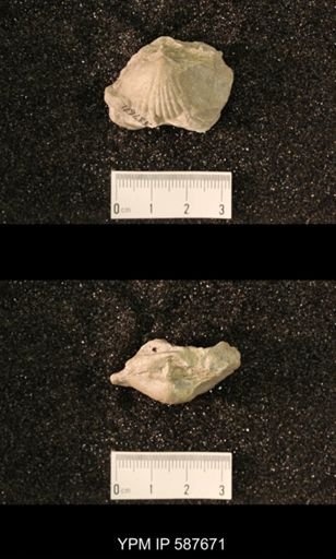 Gypidula sieberi