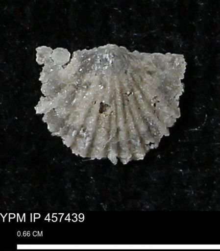Stropheodonta sp.