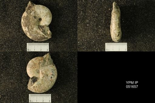 Hoploscaphites nicolletii