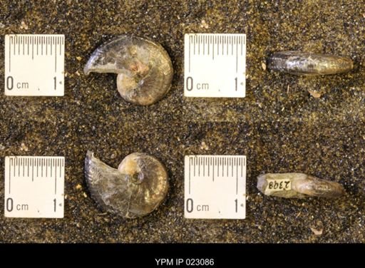 Discoscaphites rossi