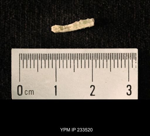 Archaeocidaris sp.