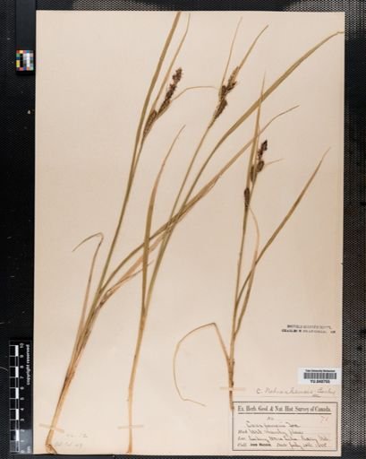 Carex