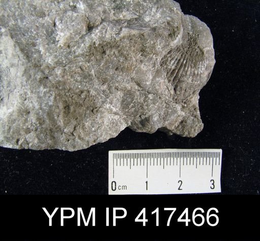 Plethorhyncha praespeciosa