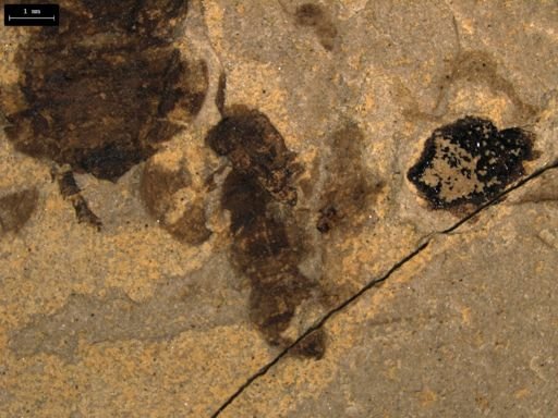 taxon undetermined