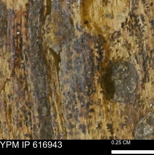 Teredo sp.
