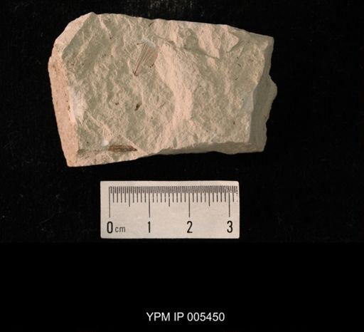 Protereisma permianum
