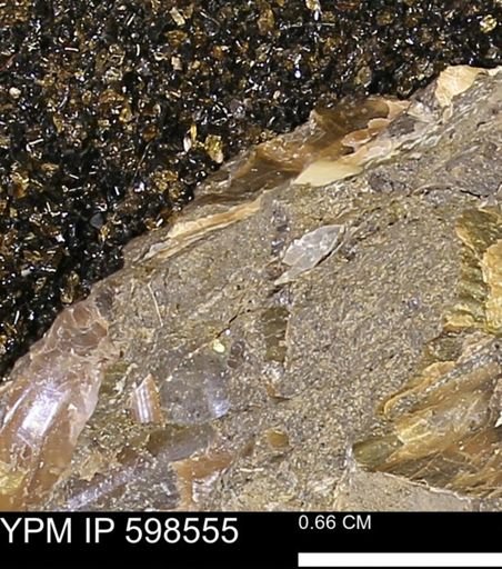 Inoceramus sp.