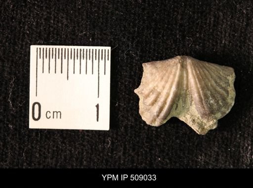 Platystrophia clarksvillensis