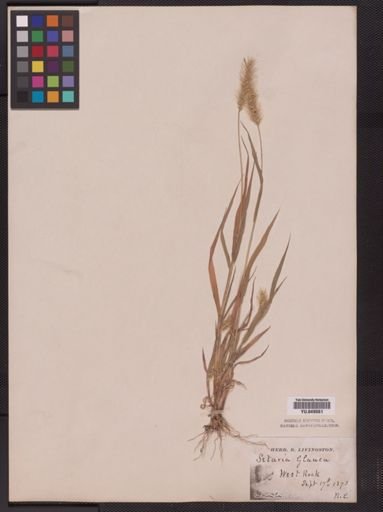 Setaria pumila