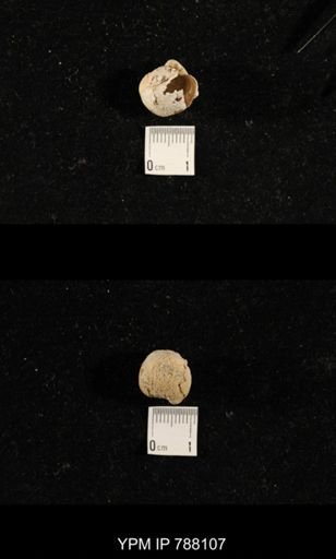 undet. Brachiopoda