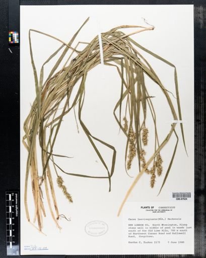 Carex laevivaginata