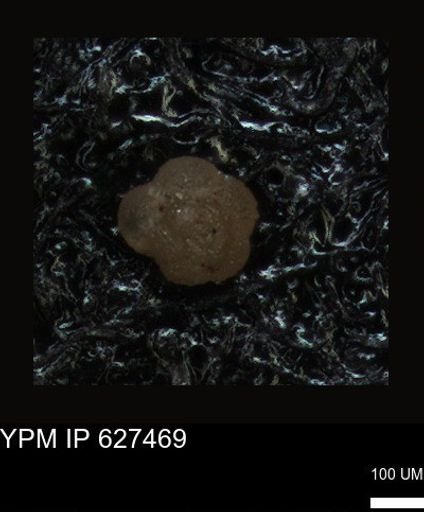 undet. Foraminiferida