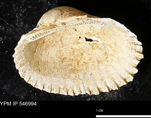 Scapharca transversa