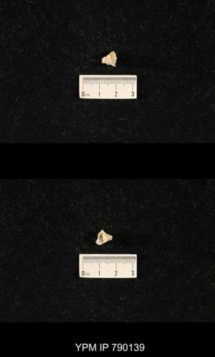 undet. Richthofeniidae