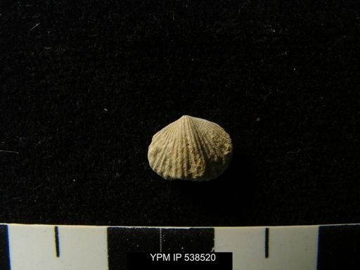 Zygospira sp.